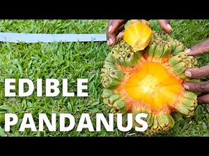 Edible Pandanus Tectorius