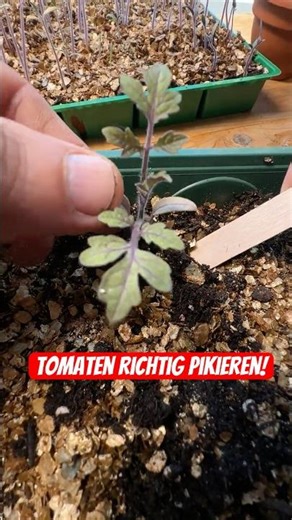 Tomaten richtig pikieren