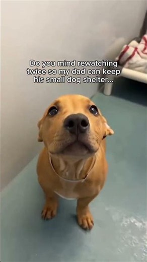 Your support would mean the world.#dogs #shelter #help