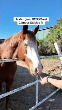 Horses at UCSB? The student-run West Campus Stables are home to experienced horse boarding & more.
