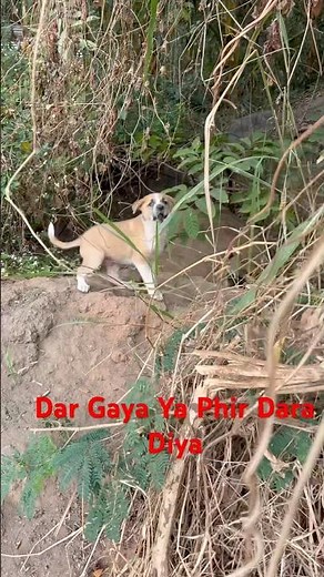 Real Dog Sound 🐶 | Cute & Loud Barking 😂🔥 #ytshorts #barking #dogshorts