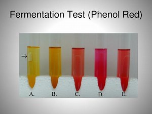 Fermentation Test (Phenol Red) - SlideServe