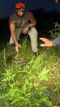 Python Hunting-Everglades