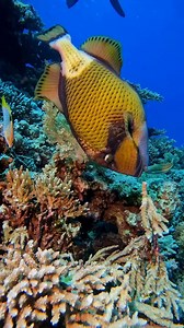 Talk about some March Munchies! 🪸 This Titan Triggerfish is not an encounter for the faint of heart. Growing to lengths of up to 30 inches, these fish are among the largest of their kind. ❤️‍🩹 They have a diverse diet, primarily consisting of hard-shelled invertebrates such as sea urchins, crustaceans, and small mollusks. This fish is often observed feeding by turning over rocks, stirring up sand, and biting off pieces of branching coral. As a result, other smaller fish species are frequently 