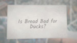 Is Bread Bad for Ducks?