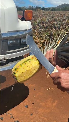 How To Cut A Pineapple at the Maui Gold Pineapple Plantation tour on Maui in Hawaii