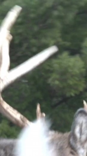 #huntsenddeerranch #Running #monsterbuck #buck #deer #hunting #whitetails #whitetailhunting #huntin #Outdoors #midwestwhitetail #wisconsin #naturelovers | Huntsenddeerranch