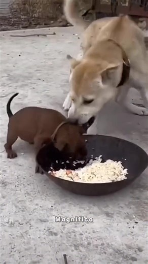 Little Puppy CHALLENGED Alpha Wolf | Magnifico