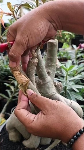 Treating rotten adenium stems infected with Fusarium fungus