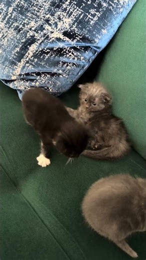 3 weeks old kittens #kitten #babies #kittens #3weeksold