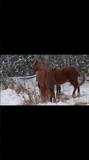 A quite moment with a Wild Horse Family - Alberta Wild Horses #wildhorses #wildlife #documentary