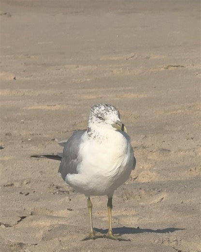 Elizabeth Gillies on Instagram: "Little bit a’ summer"
