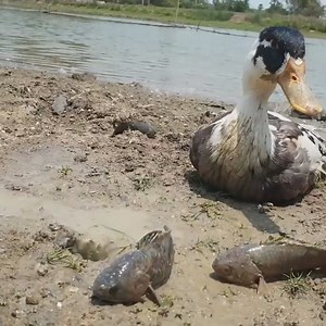 Unbelievable hunting style, | Animals Trap