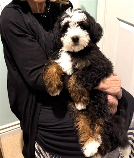 Bernedoodles SOLD | Dogs | KSL Classifieds