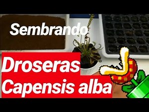 COMO SEMBRAR SEMILLAS DE DROSERA CAPENSIS ALBA (PARTE 2)