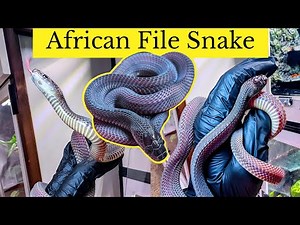 File snake • enclosure • feeding • handling • limaformosa crossi