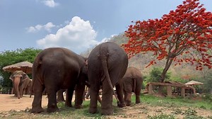 Flowers bloom and the beautiful herd at ENP | Elephant Nature Park