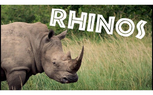 All About Rhinos for Kids： Rhinoceros for Children - FreeSchool