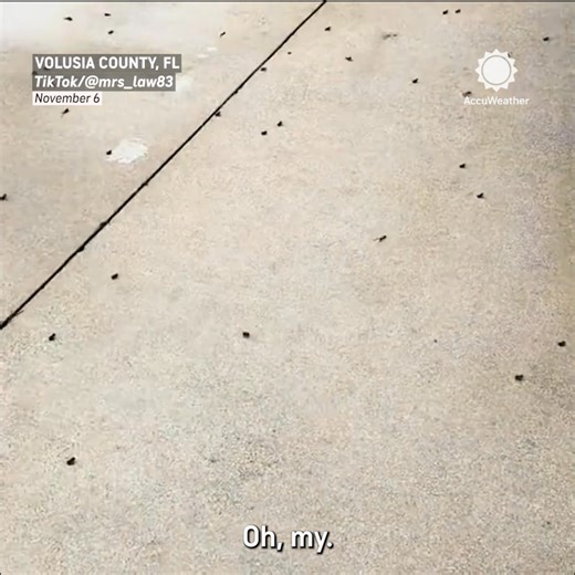 909K views · 15K reactions | Frog Frenzy in Florida! ️ Thousands of tiny frogs are taking over streets and homes after recent rains. | AccuWeather | Facebook