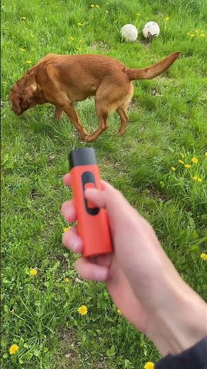 Anti-dog barking remote control