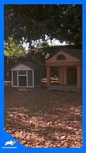 ¡Las casas para perros han llegado! Antonio y su equipo están aquí para asegurarse de que cada mascota tenga su propio rincón de felicidad en casa. ¡No te pierdas esta transformación! #Guaridasconestilo 🏠💖 Disfruta el contenido de Discovery en MAX. Suscríbete ahora: | Animal Planet Latinoamérica