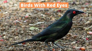 21 Popular Birds With Red Eyes (With Photos) - Animal Hype