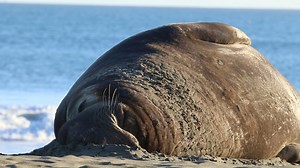 Put up that “Do Not Disturb” sign… Elephant seals fast (do not eat) during the entire breeding season (and, in fact, anytime they come ashore). Lowering energy costs while fasting is key to an elephant seal’s survival. Resting elephant seals budget their resources for important functions like chasing other seals away or nursing pups. How do you like to recharge your batteries? 🎥: NPS/A. Kopshever. Video description: multiple video clips of sleeping and snoring elephant seals. #WinterWildlifeWon