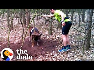 Ram With Horns Stuck To Tree Gets Rescued By Jogger | The Dodo