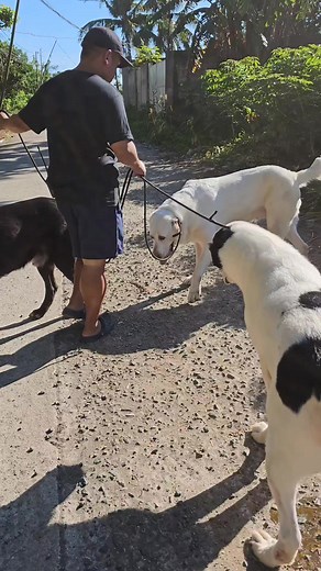 24K views · 229 reactions | Communicating with your dogs internally (instinctively) matters. When I am with my dogs, I always like a pack walk that is serene. Too much talking distracts me and my pack. If I want to talk, I usually stop. And talk.  #goodalpha | Supero Dog Farm | Facebook