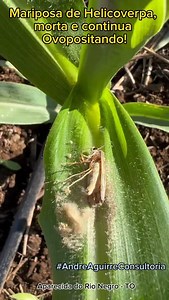 A natureza é incrível! #agronegocio #agro #agricultura #agronomia #pecuaria #soybeans #agropecuaria #campo #soja #farm #sorgo #agriculture #milho #corn #agricultor #lavoura #goias #Paraná #MatoGrosso #SEALBA #OesteBaiano #cerrado #milhosafrinha #corn #PlantioDireto #Biológicos #andreaguirreconsultoria🌽🌱 | Andre Aguirre Consultoria