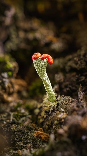 31K views · 2K reactions | Macro Photography Hack: Butter Knife & LED...