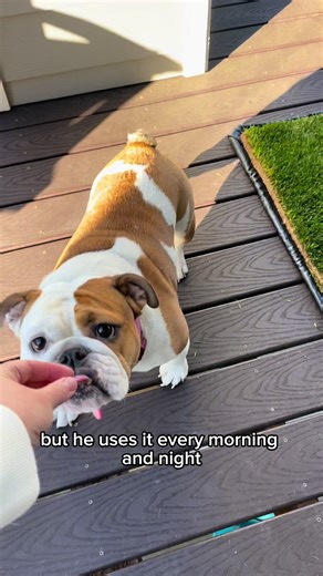 Real Grass Doggy Lawn: A Game Changer for Dog Owners