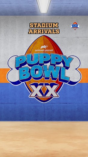 Adorable Puppy Players in Action at Puppy Bowl on Animal Planet