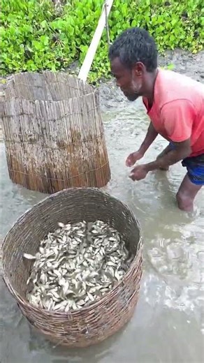 Hand Fishing Without Water | Shocking Village Method