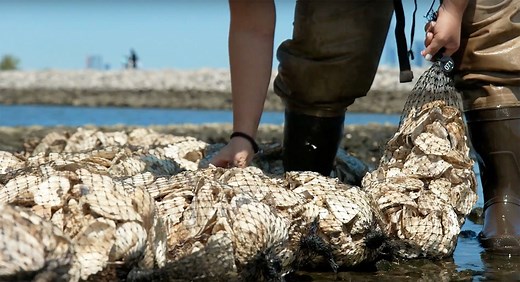 Official Trailer for 'Holding Back the Tide' Poetic Doc on NYC's Oysters | FirstShowing.net
