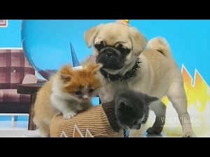 Cartoon Network HD US Continuity April 2018