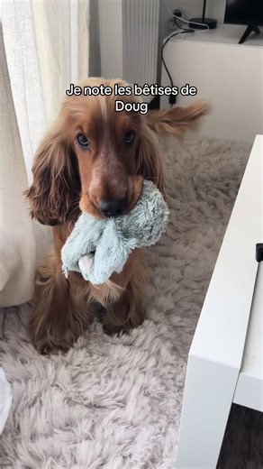 Les bêtises hilarantes de Doug le cocker