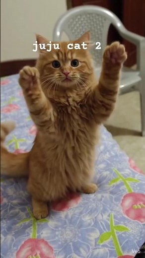 cat funny moments videos ! #cat #billi #catvideos #catshorts #cats #cartoon #comedy #shorts #animals