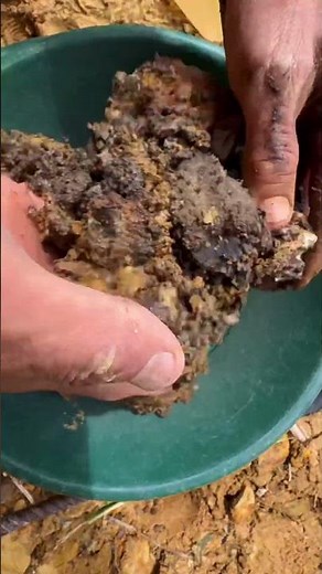 people search for gold with manual gold mining. raw gold mining plates and dust and carat gold
