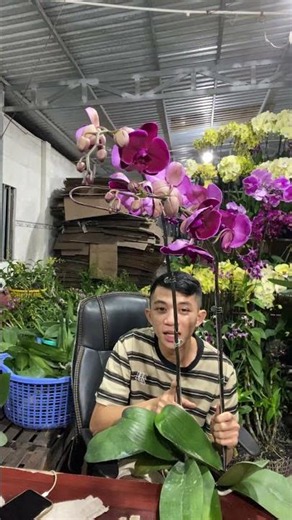 (Flower Reference) Hotline: 090.317.7978 ☎️☎️