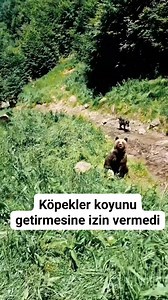 251K views · 262 reactions | Köpekler ayının koyunu getirmesine izin vermedi . It is only visual sharing We definitely do not do sales and promotion We are against animal abuse we love animals We wish you a pleasant viewing . #kangal #malaklı #akbaş #haymana #haymanakarası #alabay #alabai #volkodav #anadoluçobankdokeği #meydancı #köpek #kurtcobain #kurt #kangaldog #kopek #sivas #aksaray #konya #denizli #village #dog #wolfdog #documentary #dogsofinstagram | Kangaltube | Facebook