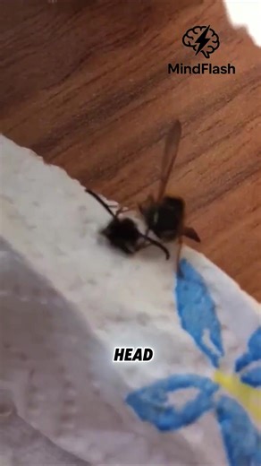 The Predatory Wheel Bug 🦗 | Facts & Knowledge