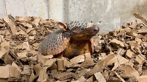 288K views · 11K reactions | A lot of the animals jump up first thing in the morning when they hear the care team arrive, not so with Juanita the armadillo. She is definetly not a morning armadillo. It takes her quite some time to decide to get out of bed. | Cincinnati Zoo & Botanical Garden | Facebook