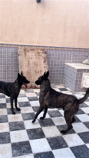 Exploring Fuego and His Sister: Dutch Shepherd Adventures