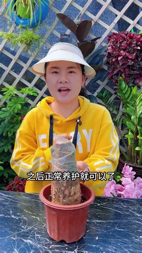 Top Tips: Grow Your Money Tree Like a Pro