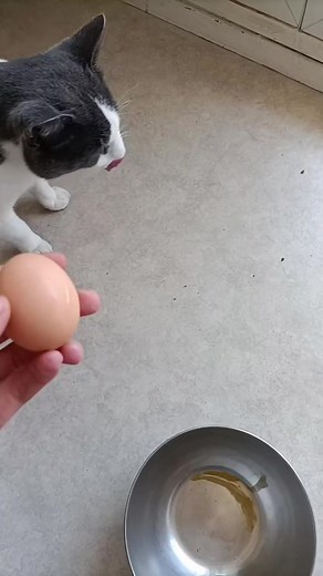 Funny Cat Piddy Compilation | Cute Feline Moments