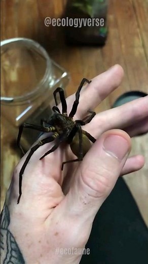 L'Araignée Banane 🥵🍆