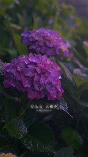 大聖寺の雨の日あじさい｜佐賀・天空のあじさい寺 見どころガイド