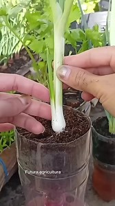 700K views · 11K reactions | cultivo en hidroponia #hidroponia | Huertos en Casa | Facebook