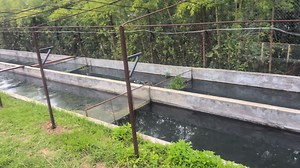 Constant water changes by nature at the black worm farm. | Jack Wattley Discus